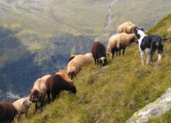 Les moutons à l'alpage